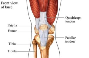 Knee Tendons